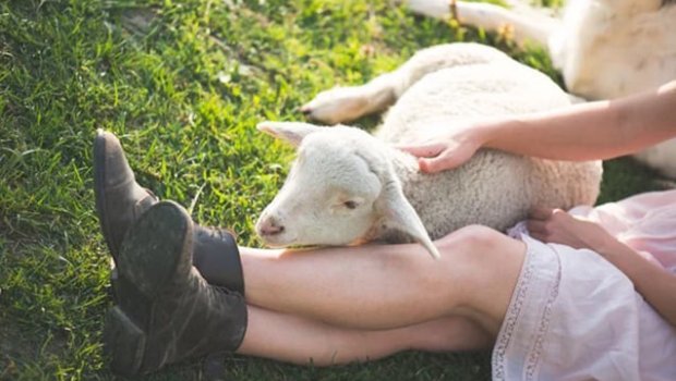 Bu ərazilərdə heyvan xəstəliklərindən azad zonalar YARADILIR