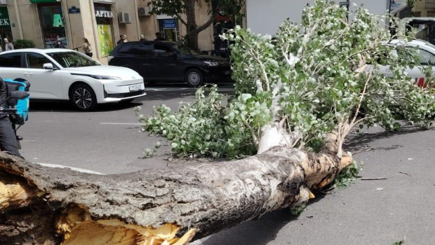 Salyanda güclü külək ağacı aşırdı, avtomobilə ziyan dəydi - VİDEO