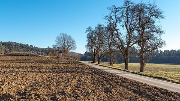 Göygöldə TORPAQ DAVASI: İki qardaş döyüldü