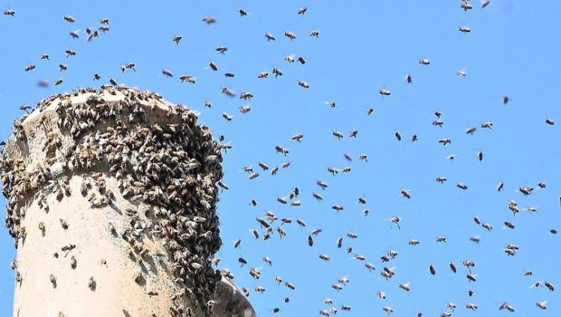 Arı pətəklərinin istilasına məruz qalan MƏHƏLLƏ: Sakinlər mənzillərini tərk edə bilmirlər