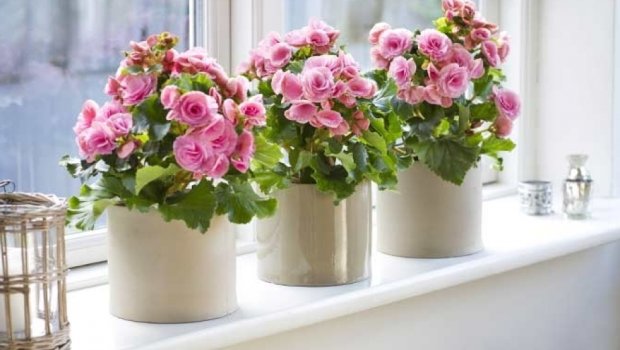 Otaq güllərinin dibinə sarımsaq QOYUN &ndash; Nəticə inanılmazdır