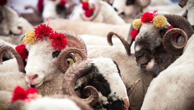 Qurban bayramı ilə bağlı fətva verildi &ndash; YENİLƏNİB