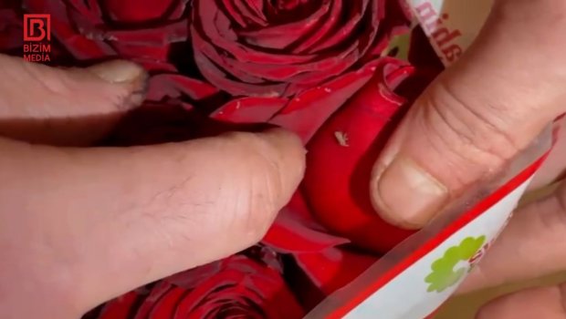 SENSASİON İDDİA - İrandan Azərbaycana gətirilən qızılgüllərdə qurd var - VİDEO