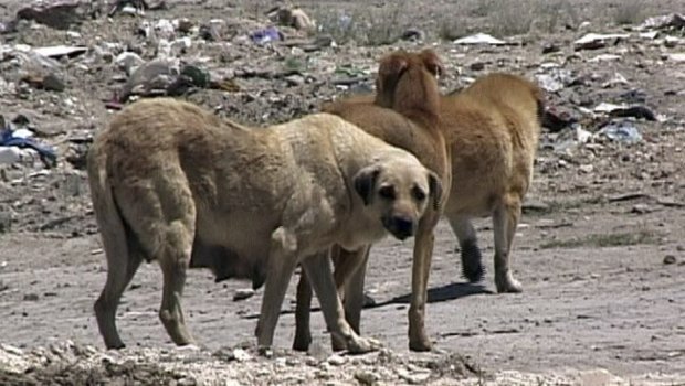 Cəlilabadda 56 yaşlı qadın sahibsiz itlərin hücumuna MƏRUZ QALDI
