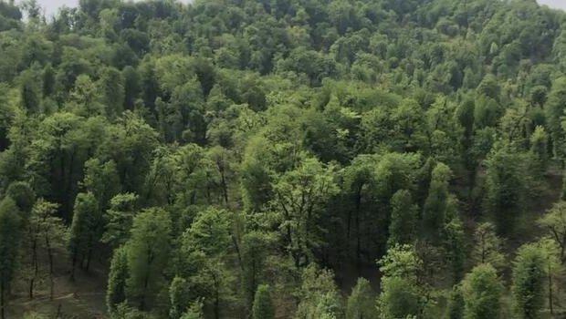 Astarada meşədə ağacın altında qalan kişinin qulağı KƏSİLDİ