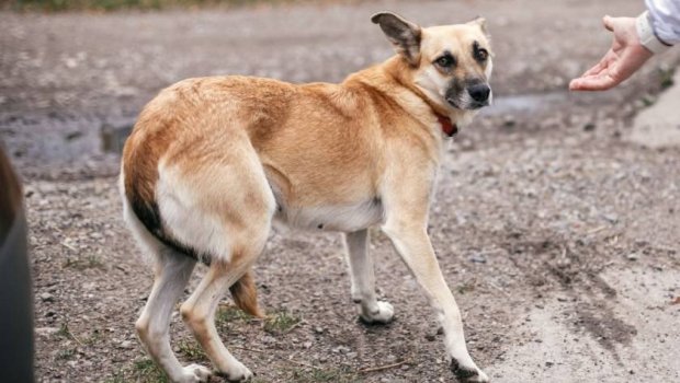 Lənkəranda sahibsiz it 23 yaşlı gəncə HÜCUM ETDİ