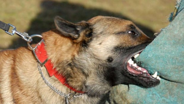 Cəlilabadda məktəbdən qayıdan yeniyetməyə it HÜCUM ETDİ - FOTO