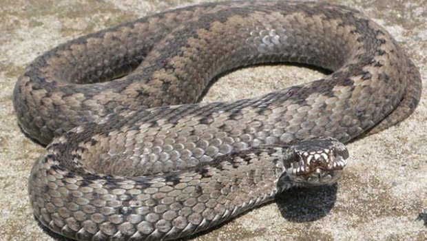 Qoyun otaran 20 yaşlı gənci ilan SANCDI - Vəziyyəti ağırdır - VİDEO