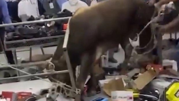 Masazırda dana ticarət mərkəzinin altını üstünə ÇEVİRDİ &ndash; VİDEO