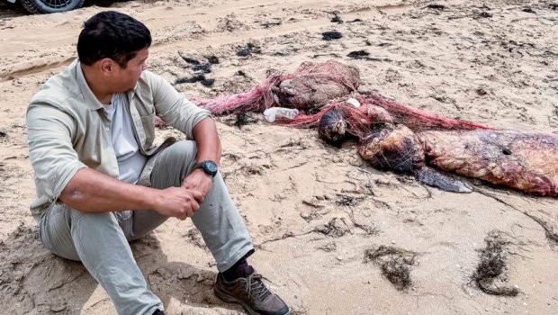 Xəzərin sahillərində 110-dan çox ölü suiti tapılıb