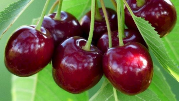 Bazarlarda gilas niyə ucuzlaşmır? - VİDEO