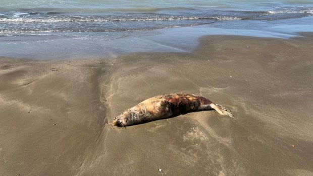 Pirşağı çimərliyində suiti cəsədləri aşkarlandı &ndash; FOTO