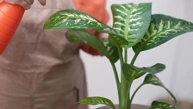 DİQQƏT! Evdə bu bitkiyə toxundu, kəkələməyə başladı - FOTO