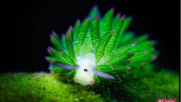 Yerdəki ən qəribə canlılar: Öz başlarını kəsirlər, işıqla qidalanırlar