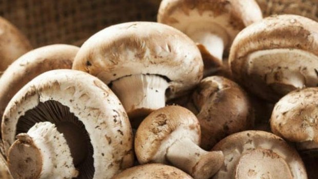 Göbələk yedi, həyatını itirdi - FOTO