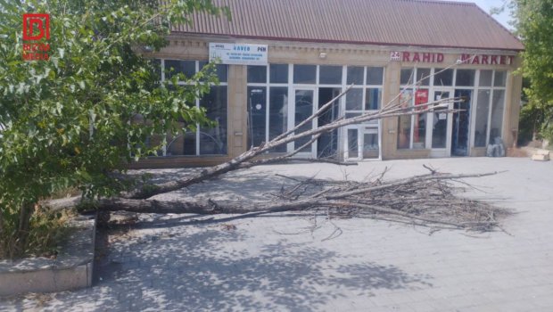 Kürdəmirdə iri gövdəli ağac aşdı, kənd İŞIQSIZ qaldı&ndash; FOTO