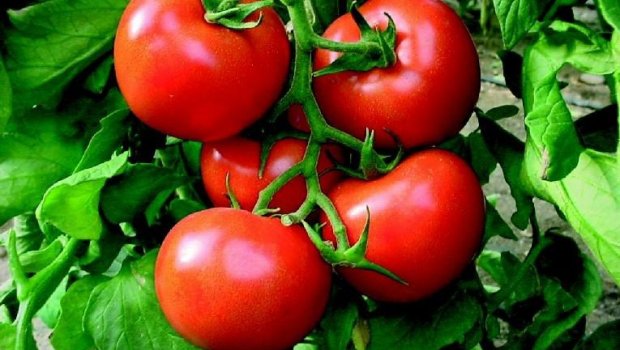 Doğru bildiyimiz YANLIŞLAR: Pomidoru soyuducuya qoymaq OLMAZ!