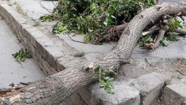 Güclü külək Bakıda 16 ağacı AŞIRDI