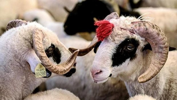Qurbanlıq üçün hansı heyvanlar kəsilməlidir? – AÇIQLAMA