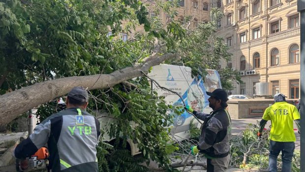 Külək Bakıda 37 ağacı sındırdı – FOTO