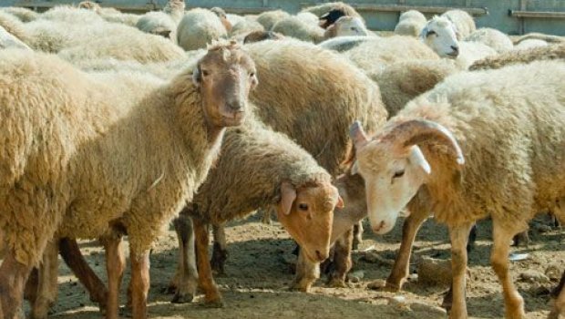 Qurbanlıq heyvanı onlayn qaydada almaq mümkündür - VİDEO