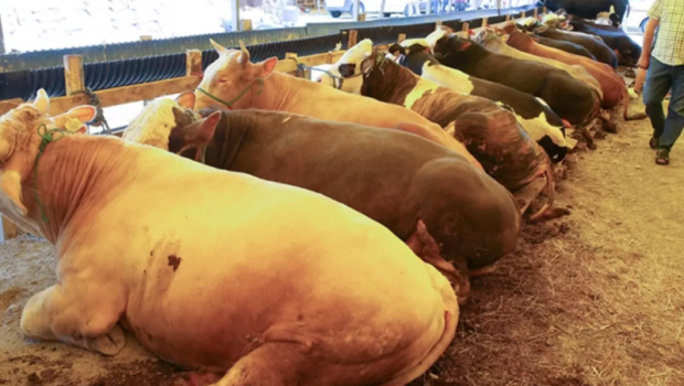 Qurbanlıq heyvanların satışı zamanı görün hansı fırıldaqçılığa əl atdılar