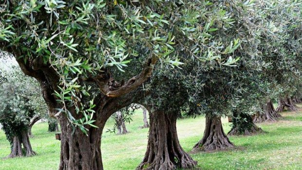 Lerikdə 44 yaşlı kişi ağacdan yıxıldı