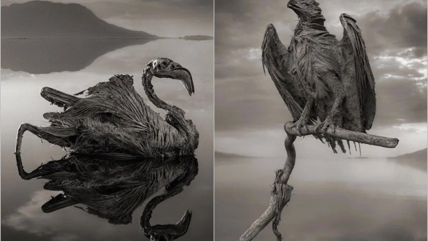 Planetin ən qorxunc yerlərindən biri - Heyvanları "DAŞA ÇEVİRƏN" göl - FOTO