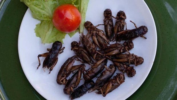 Azərbaycana 8 milyon həşərat gətirildi! - Yemək menyusuna daxil olacaqlar?