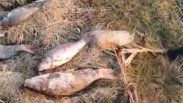 Biləsuvarda balıqların kütləvi tələfatının səbəbi AÇIQLANDI