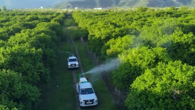 Bölgələrdə qəhvəyi mərmər bağacığının yayılmasına qarşı mübarizə tədbirləri davam etdirilir - FOTO