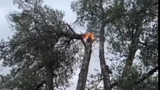 Zaqatalada qeyri-sabit hava fəsad TÖRƏTDİ - Ağaca ildırım düşdü - FOTO