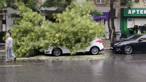 Bakıda ağac avtomobilin üzərinə aşdı – FOTO