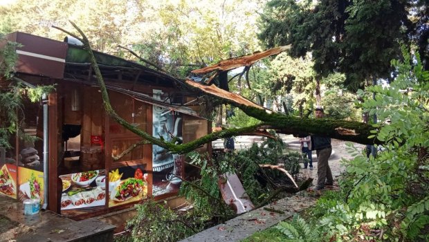 İsmayıllıda ağac kafenin üzərinə aşdı - FOTO