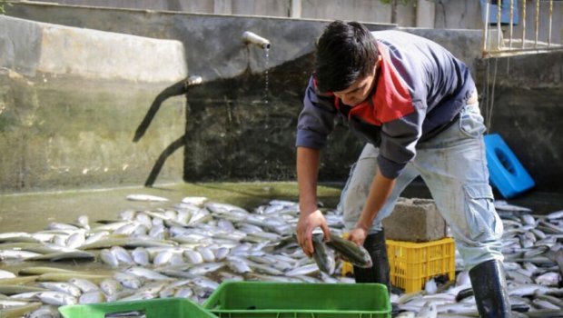 Süni göllərdə yetişdirilən balıqlarla bağlı SENSASİON İDDİA