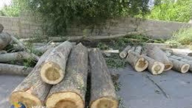 Avtosalon sahibi ağacı kəsdi, etiraz edən şəxsi döydü - VİDEO