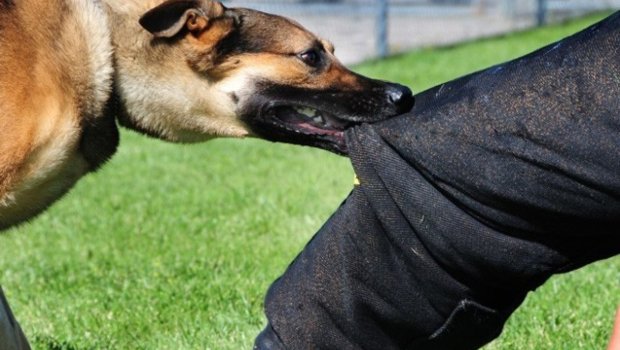 Tovuzda bir ay əvvəl itin dişlədiyi məktəbli Bakıda xəstəxanada ÖLDÜ