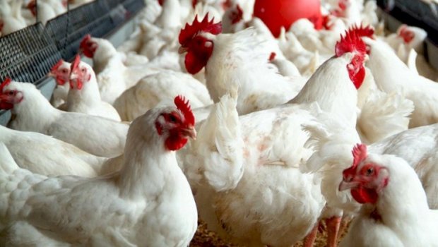 Azərbaycana bir sıra ölkələrdən malların idxalına məhdudiyyət QOYULDU