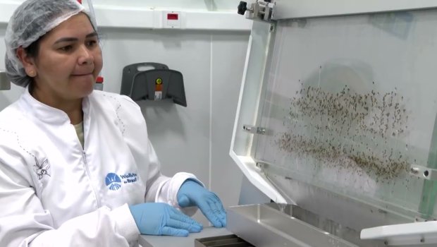 Bu ölkə ağcaqanad istehsal edəcək &ndash; SƏBƏB &ndash; VİDEO