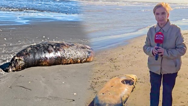 Hər il eyni mənzərə, eyni səssizlik – Xəzərdə suitilər niyə TƏLƏF olur? – VİDEO