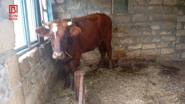 Astarada mal-qara arasında dabaq xəstəliyi yayıldı – FOTO