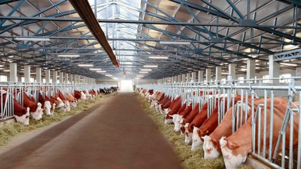 Bu ölkədən heyvan idxalına məhdudiyyət qoyulacaq – AQTA