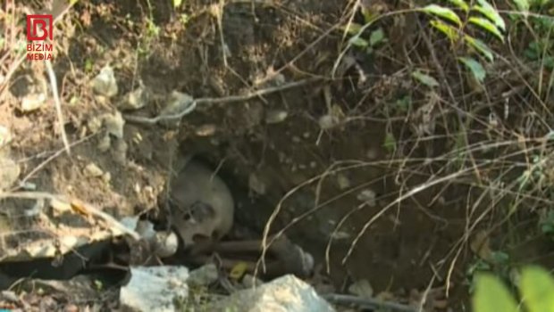 Şəkidə qədim qəbirstanlıqda məzarlıqlar qazılıb, yoxsa? - FOTO