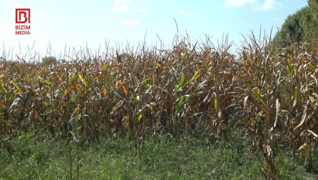 Məhsul çox, QİYMƏT AZ – Balakənli fermerlərin əkdiyi qarğıdalı sahələrdə qalıb – FOTO