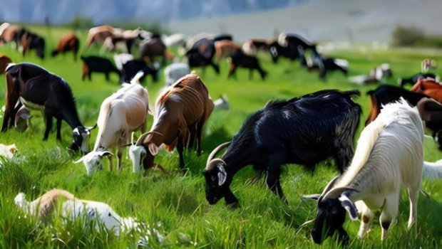 Epizootik vəziyyət nəzarətdə saxlanılır - AQTA