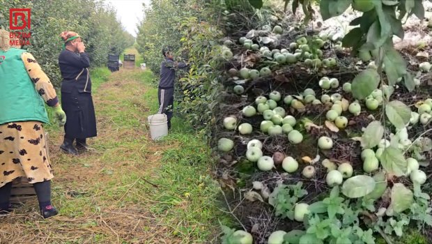 Qubada tonlarla alma bağlarda ÇÜRÜYÜR – Fermerlər ÇƏTİN DURUMDA - VİDEO