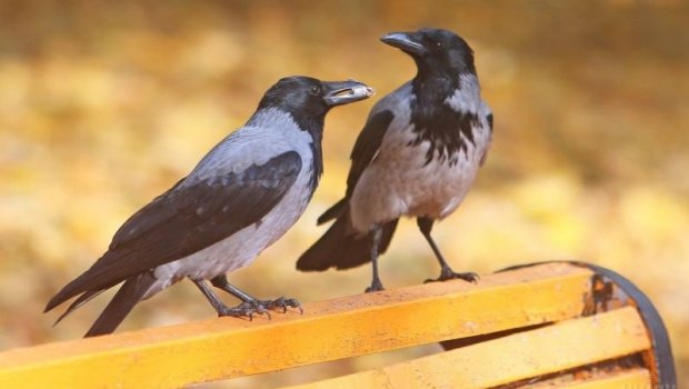 Bakıda qarğaya bənzəyən quşların sayı ARTIB – Onlardan EHTİYATLI OLUN! – VİDEO