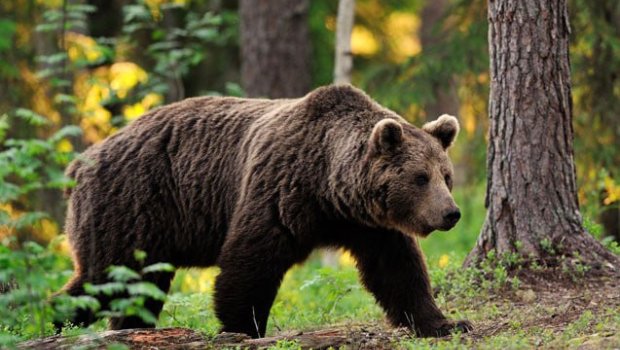 AYI hücumlarının SƏBƏBİ – Hansı bölgələr daha çox risk altındadır?