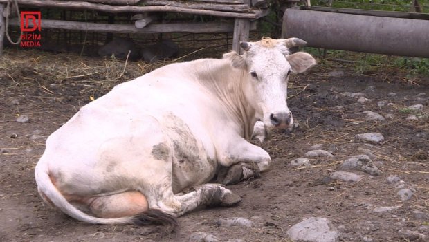 Dabaq xəstəliyi Şəki-Zaqatalanı da BÜRÜDÜ – “Vaksin fayda vermir, mal-qaralar TƏLƏF olur” – FOTO