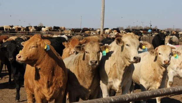 Gədəbəydə DABAQ BƏLASI - May ayından yayılmağa başlayan xəstəlik təhlükəli HƏDDƏ ÇATDI – FOTO